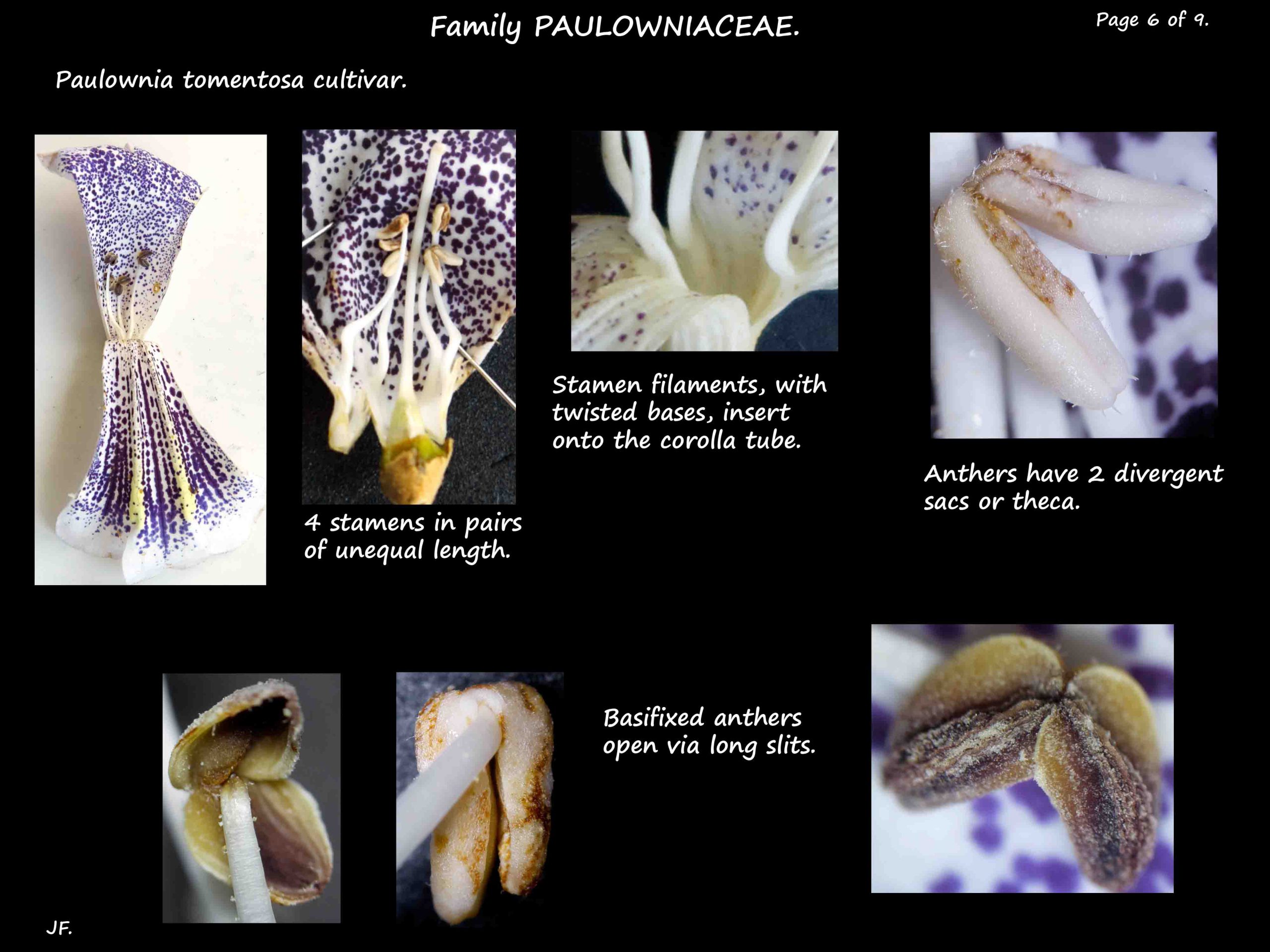 6 Paulownia tomentosa stamens